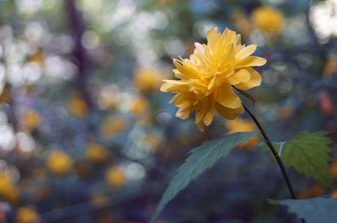 flower  nature  green free photo