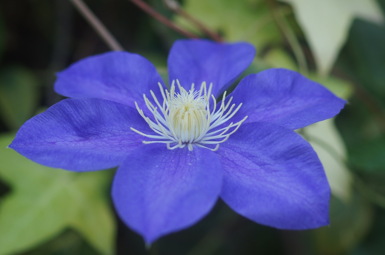 flower  blue  inflorescence free photo