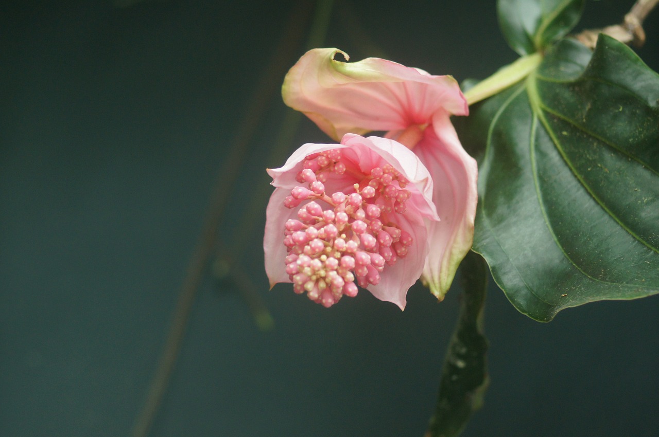 flower  red  pink free photo