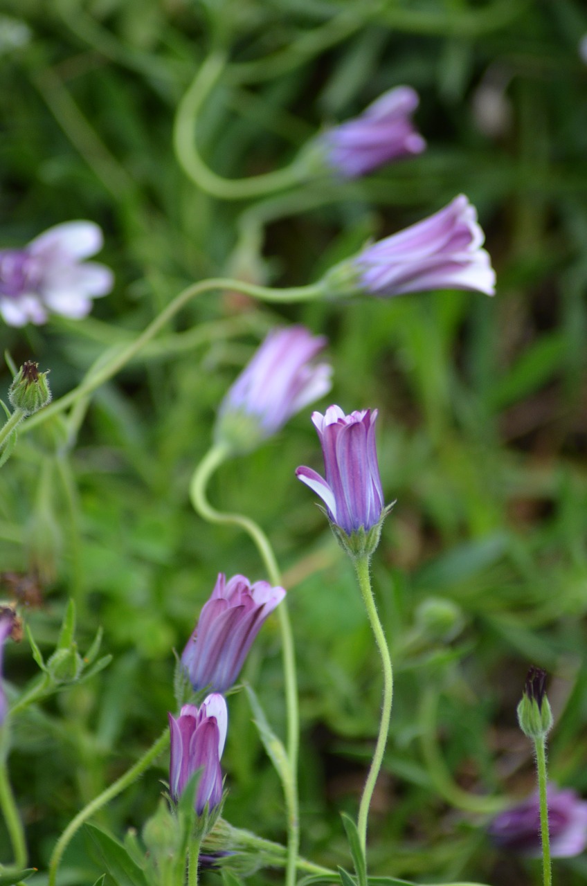 flower  nature  blossom free photo