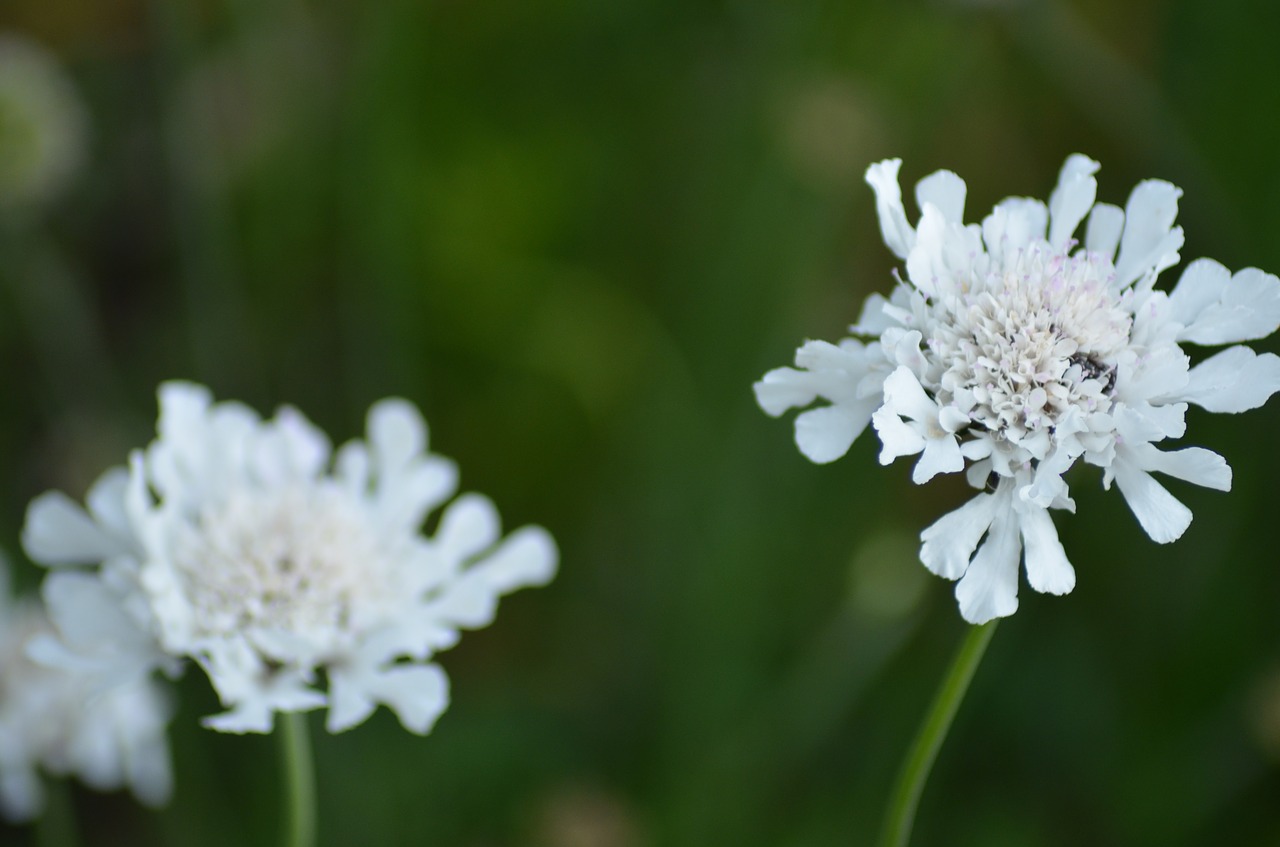 flower  blossom  bloom free photo