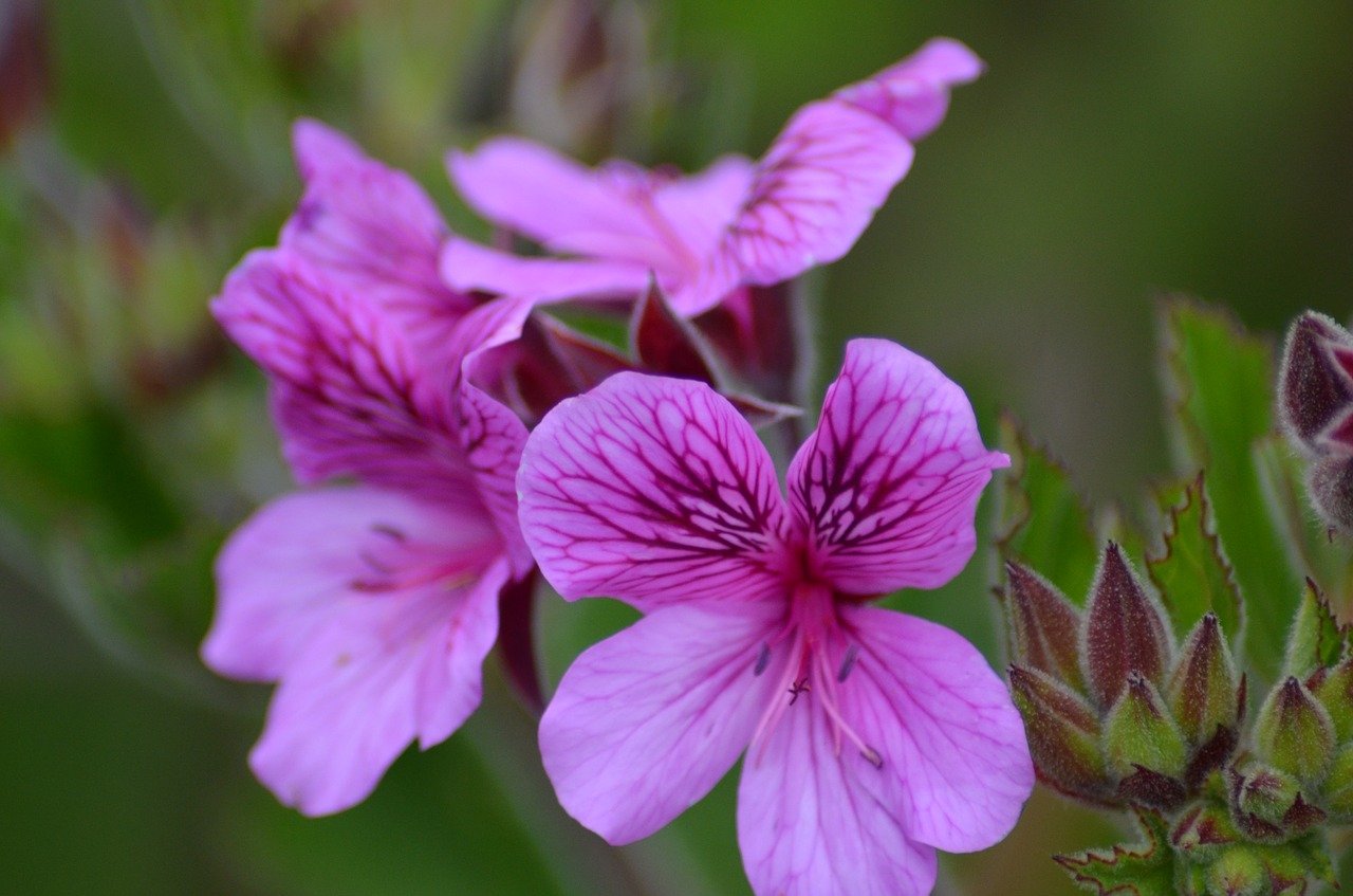 flower  blossom  bloom free photo