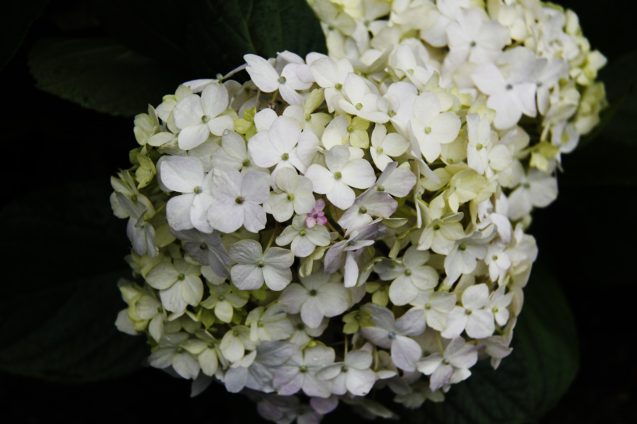 flower  white  dark free photo