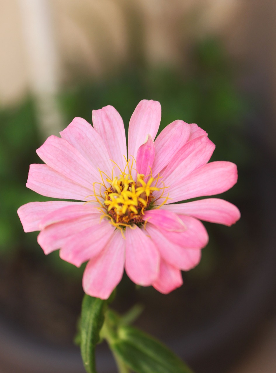 flower  pink flower  rose petals free photo