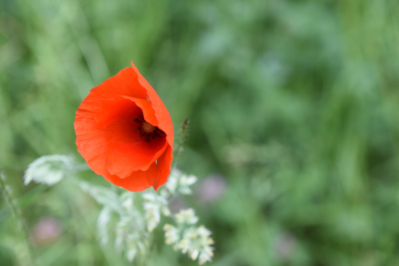 flower  poppy  plant free photo