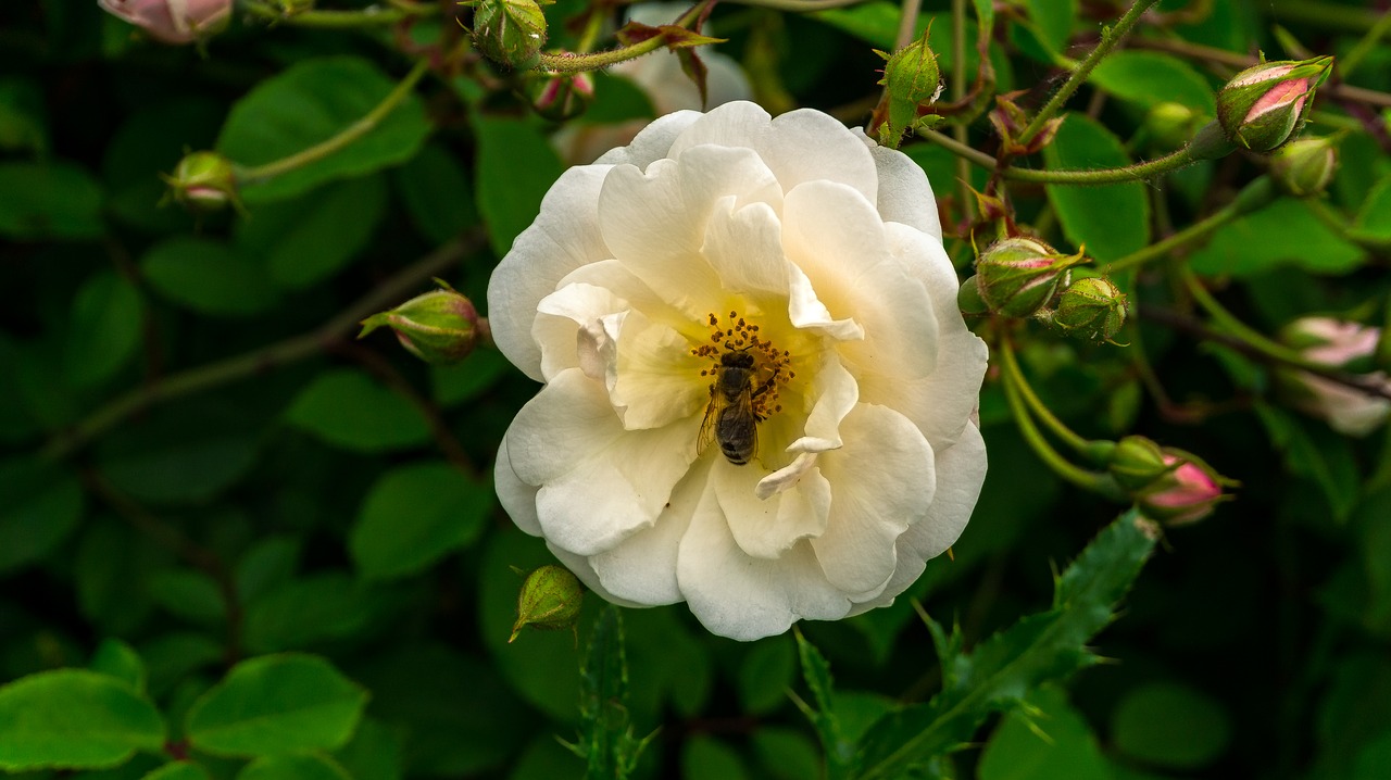 flower  blossom  bloom free photo