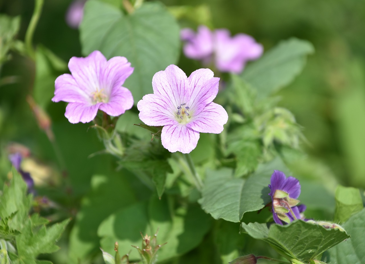 flower  plant  petals free photo