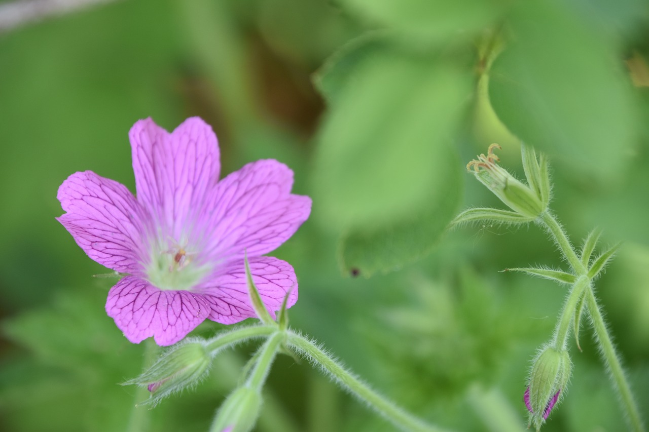 flower  plant  petals free photo