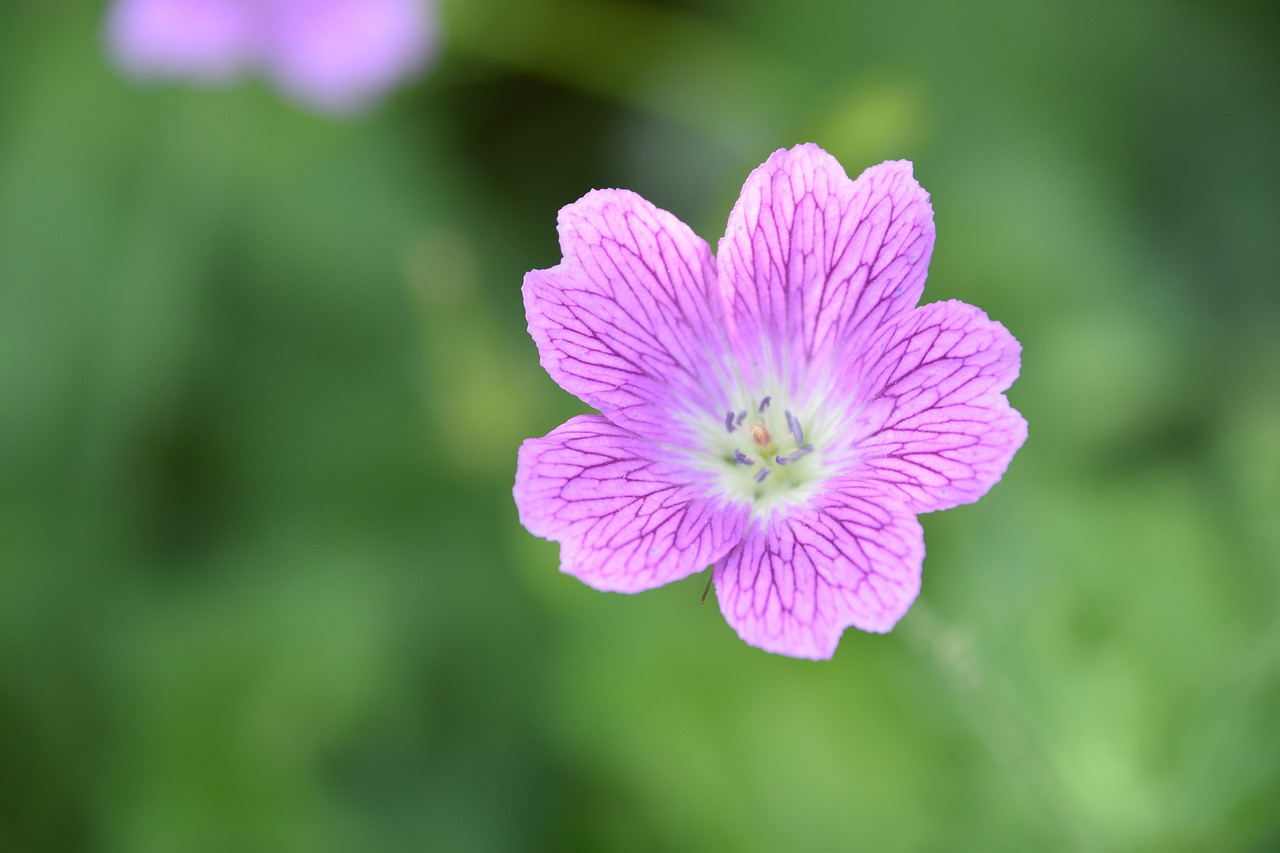 flower  plant  purple free photo