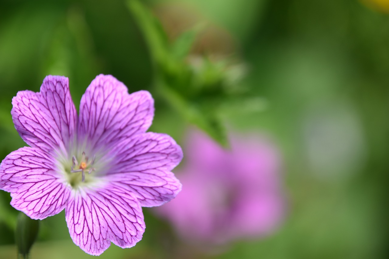 flower  plant  petals free photo