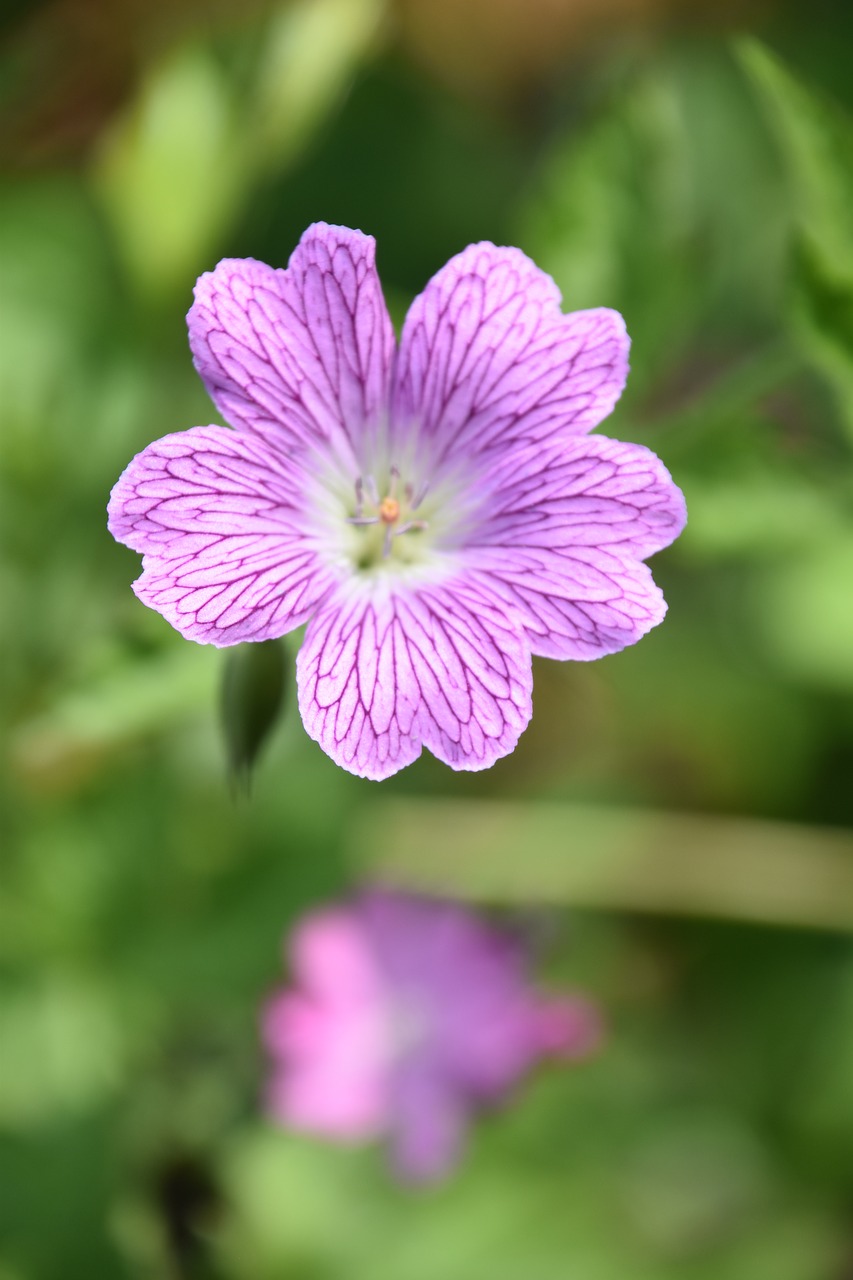 flower  plant  petals free photo