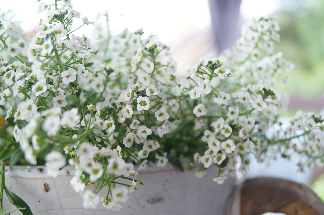 flower  white  flowers free photo