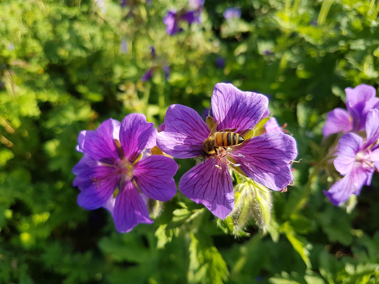 flower  nature  garden free photo