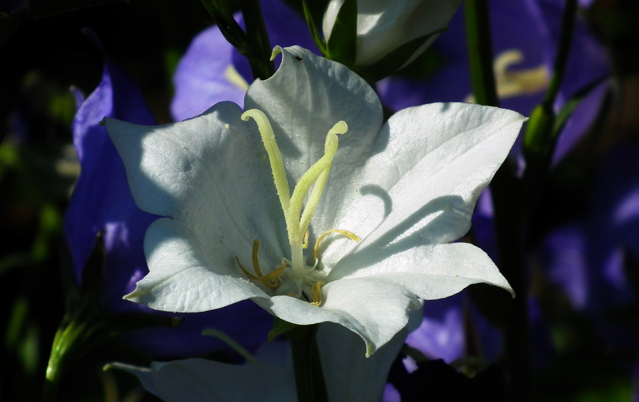 flower  rozwar  white free photo