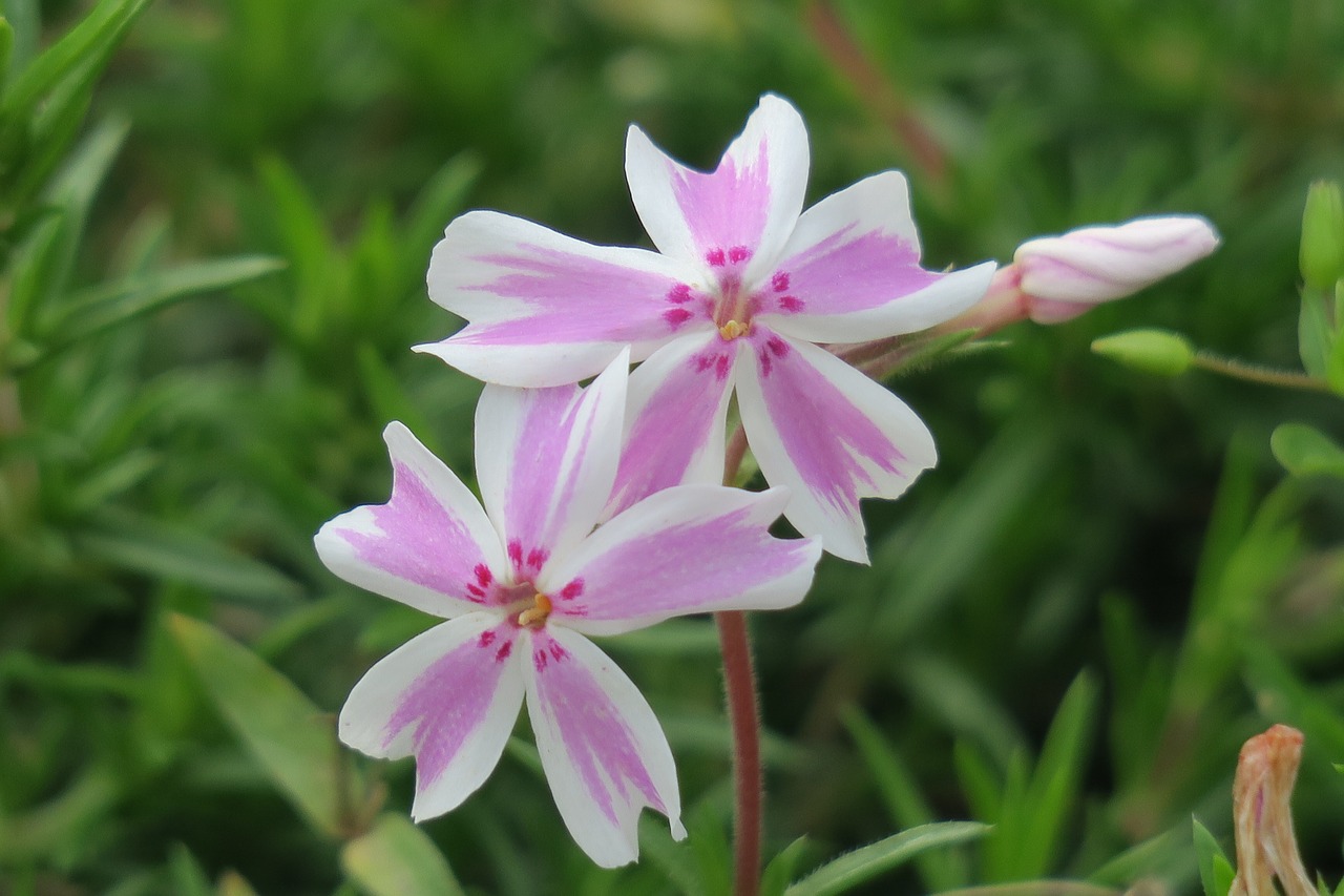 flower  xie  hua xie free photo