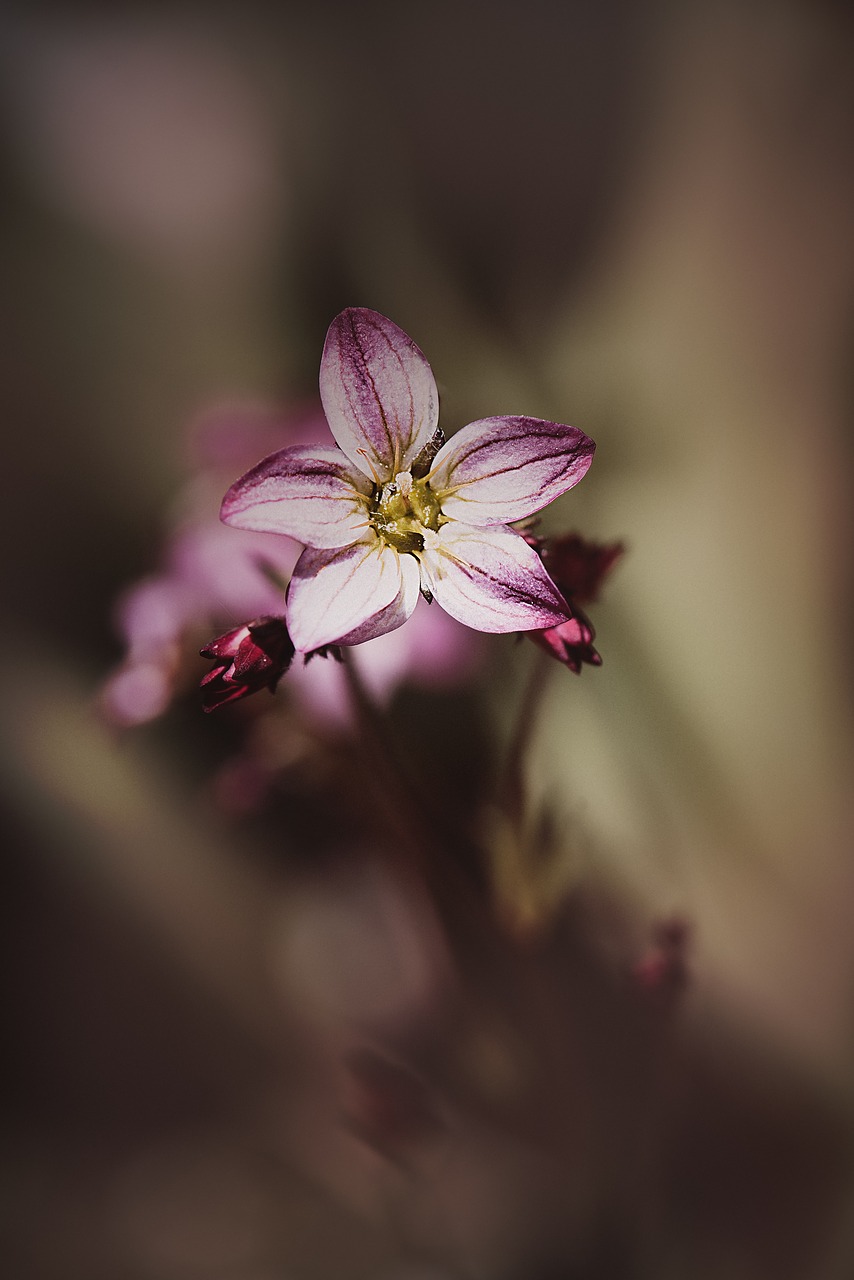 flower  blossom  bloom free photo