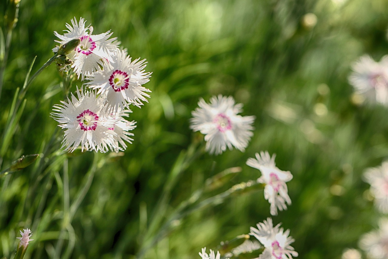 flower  garden flower  floral free photo