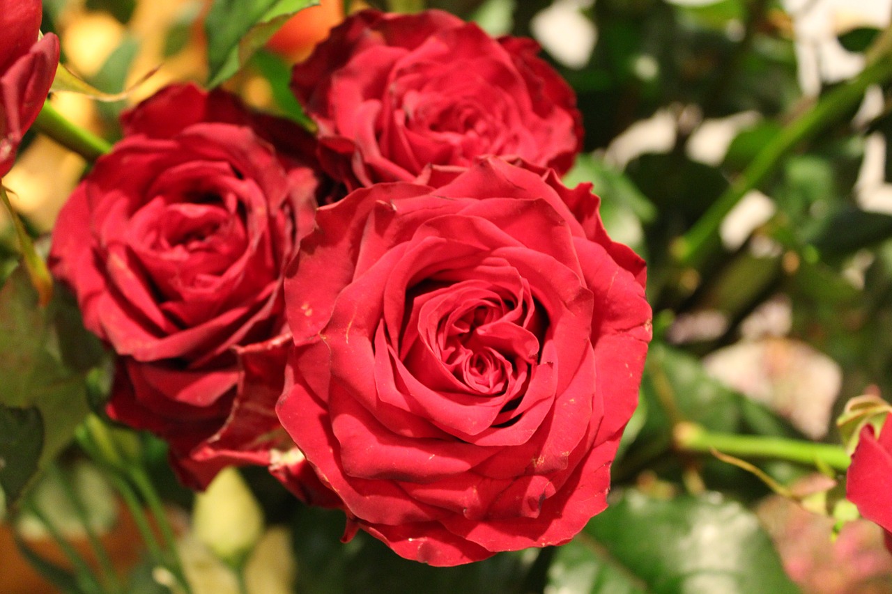 flower rose red free photo