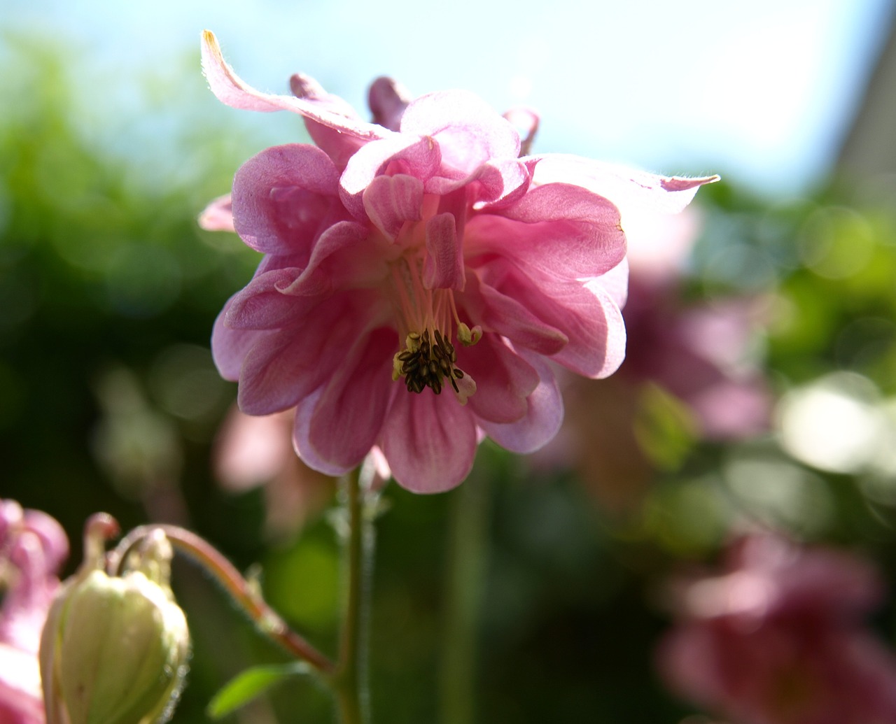 blossom bloom pink free photo