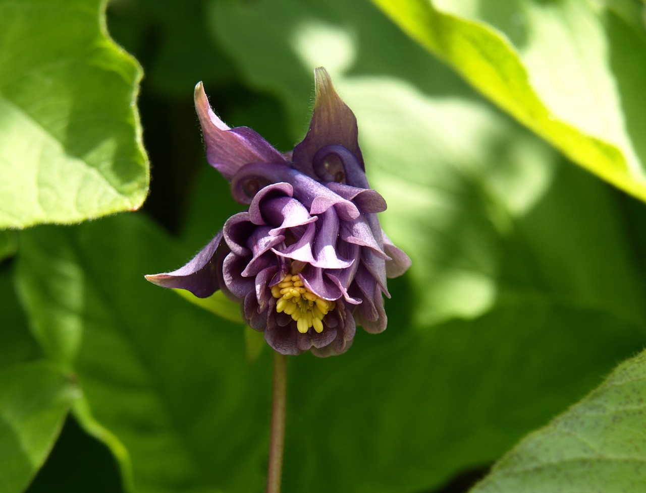 blossom bloom purple free photo