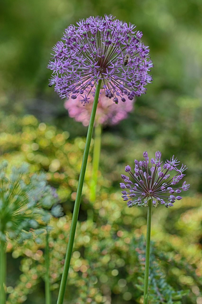 flower  garden flower  floral free photo