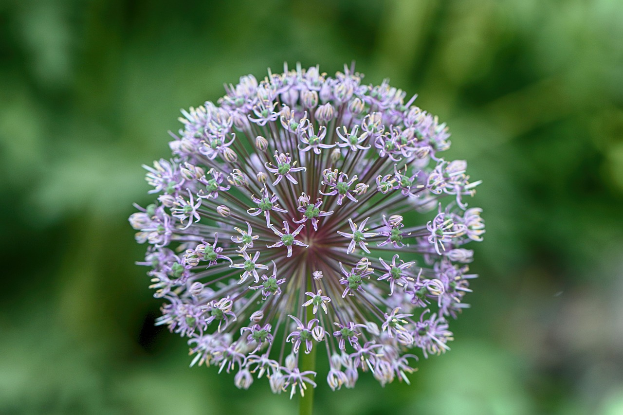 flower  garden flower  floral free photo