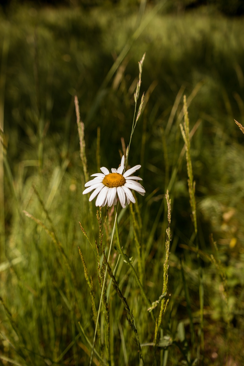 flower  daisy  nature free photo