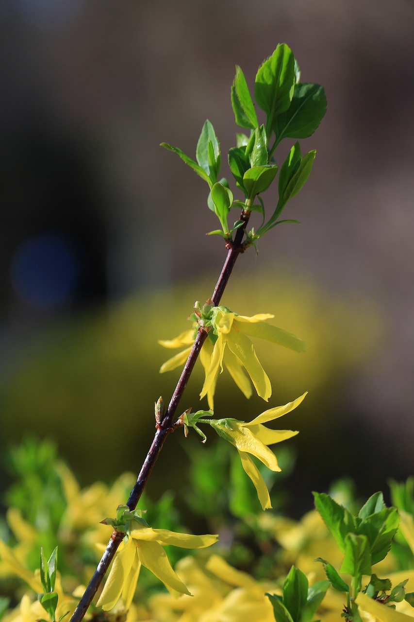 flower  plant  spring free photo