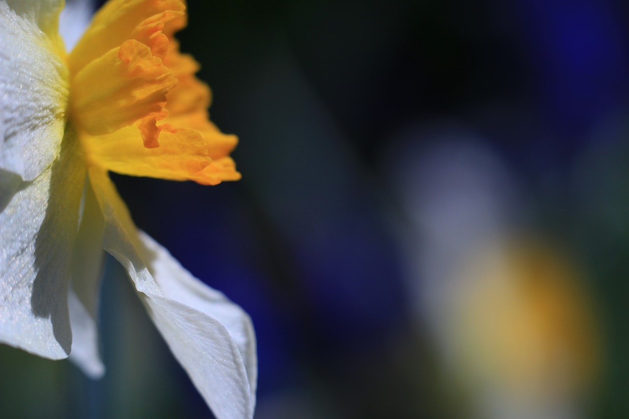 flower  plant  narcissus free photo