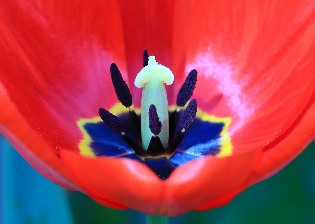 flower  blossom  plant free photo