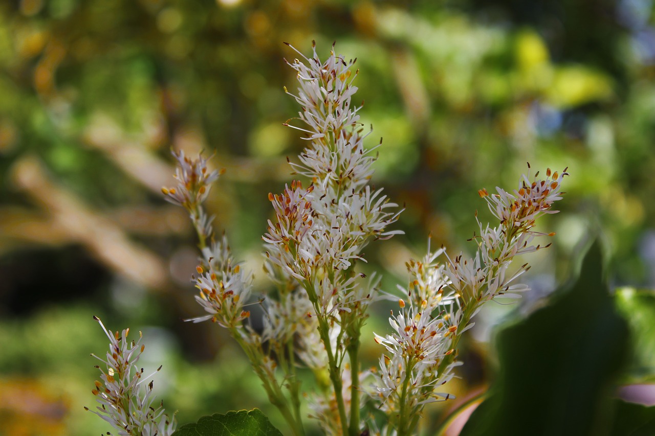 flower  blossom  bloom free photo