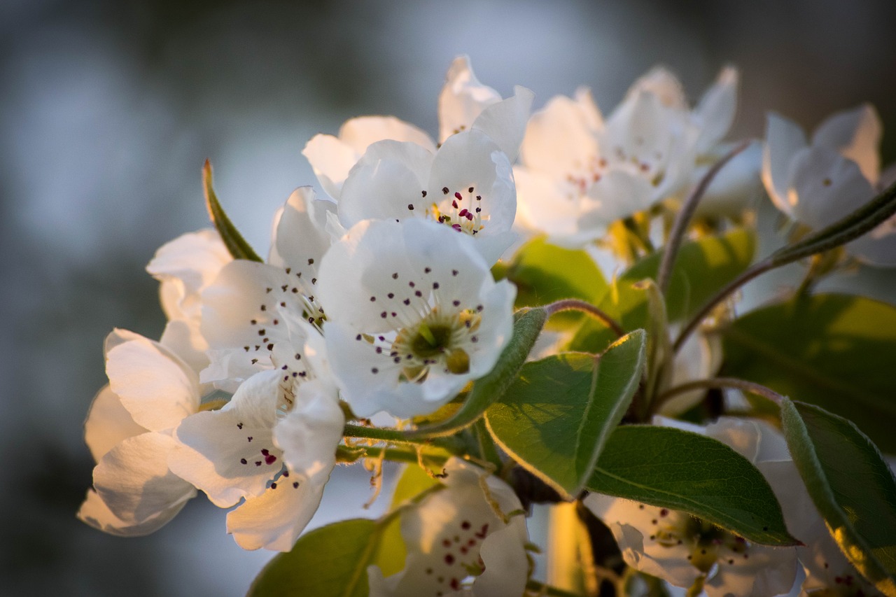 flower  nature  spring free photo