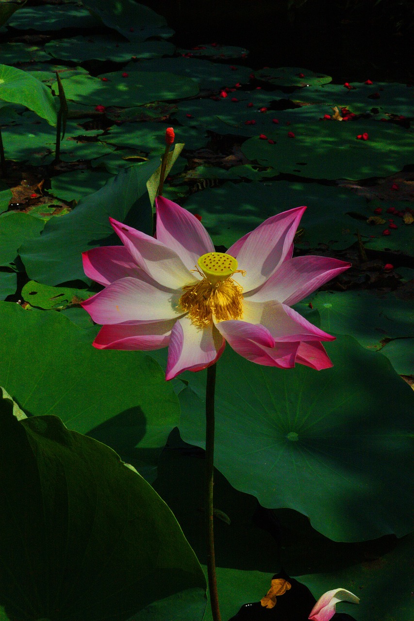 flower vietnam flowers free photo