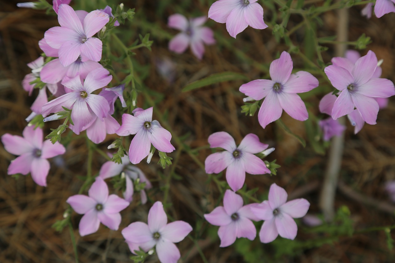 flower  plant  pink flowers free photo