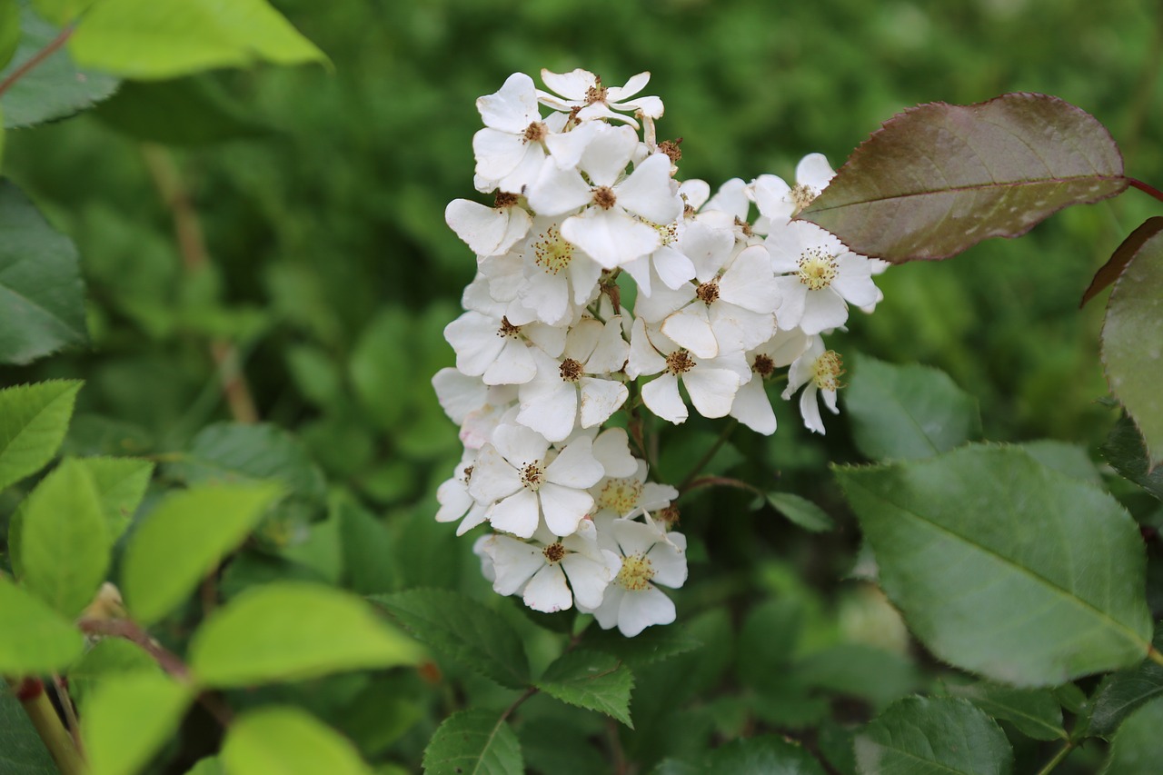 flower  white flowers  spring free photo