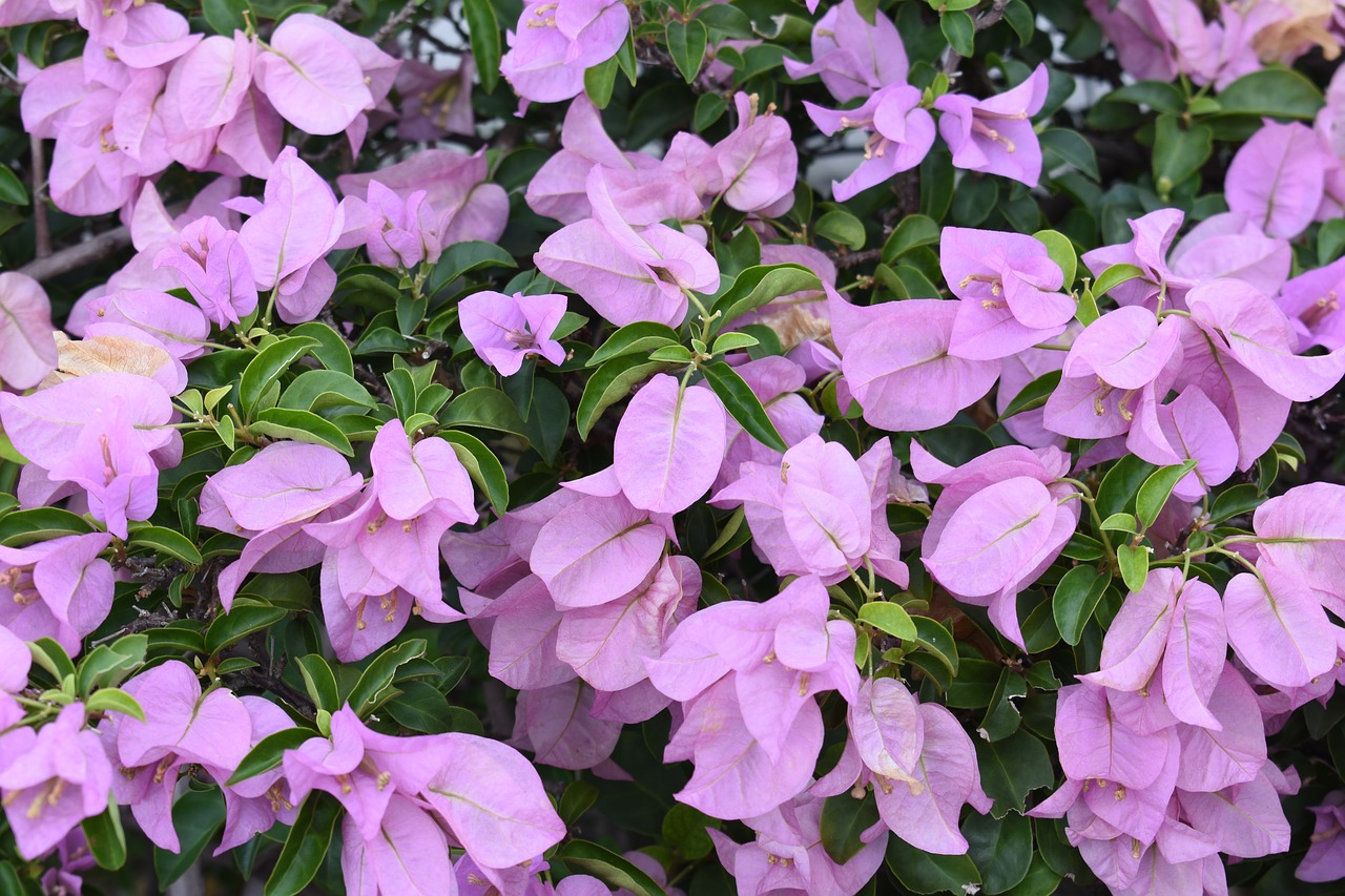 flower  background  bougainvillea free photo