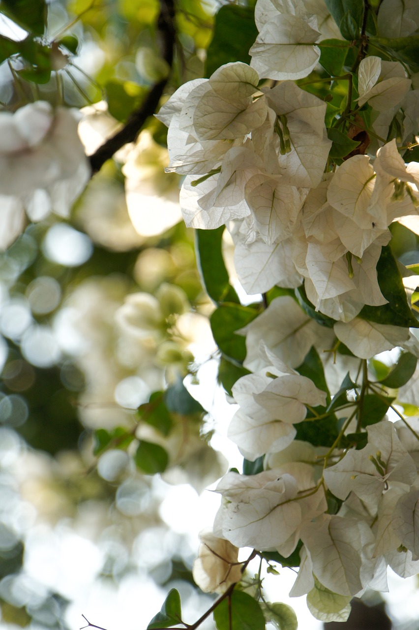 flower  blossom  bloom free photo