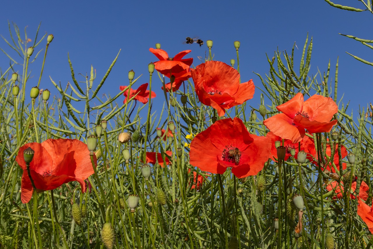 flower  flanders poppy  red free photo