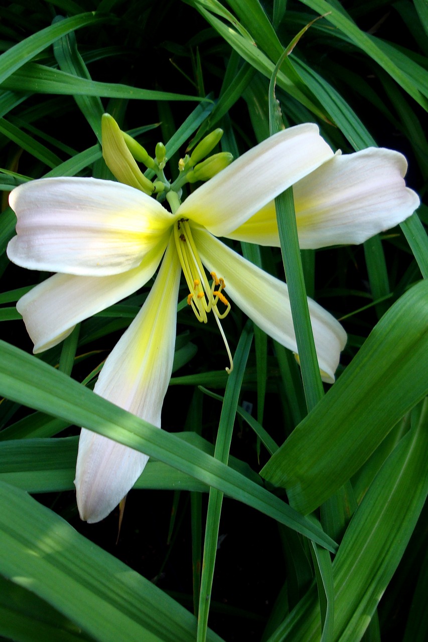 flower garden hemerocallis free photo