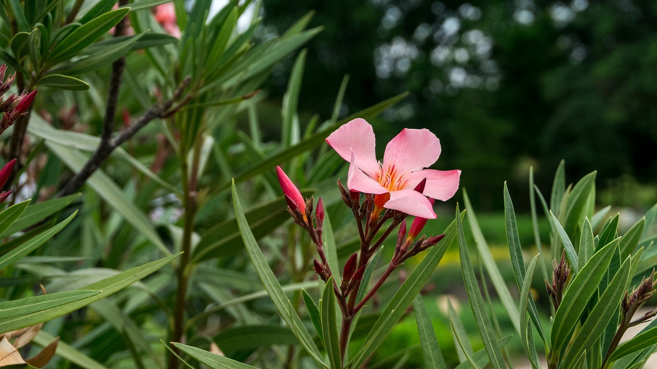 flower  blossom  bloom free photo