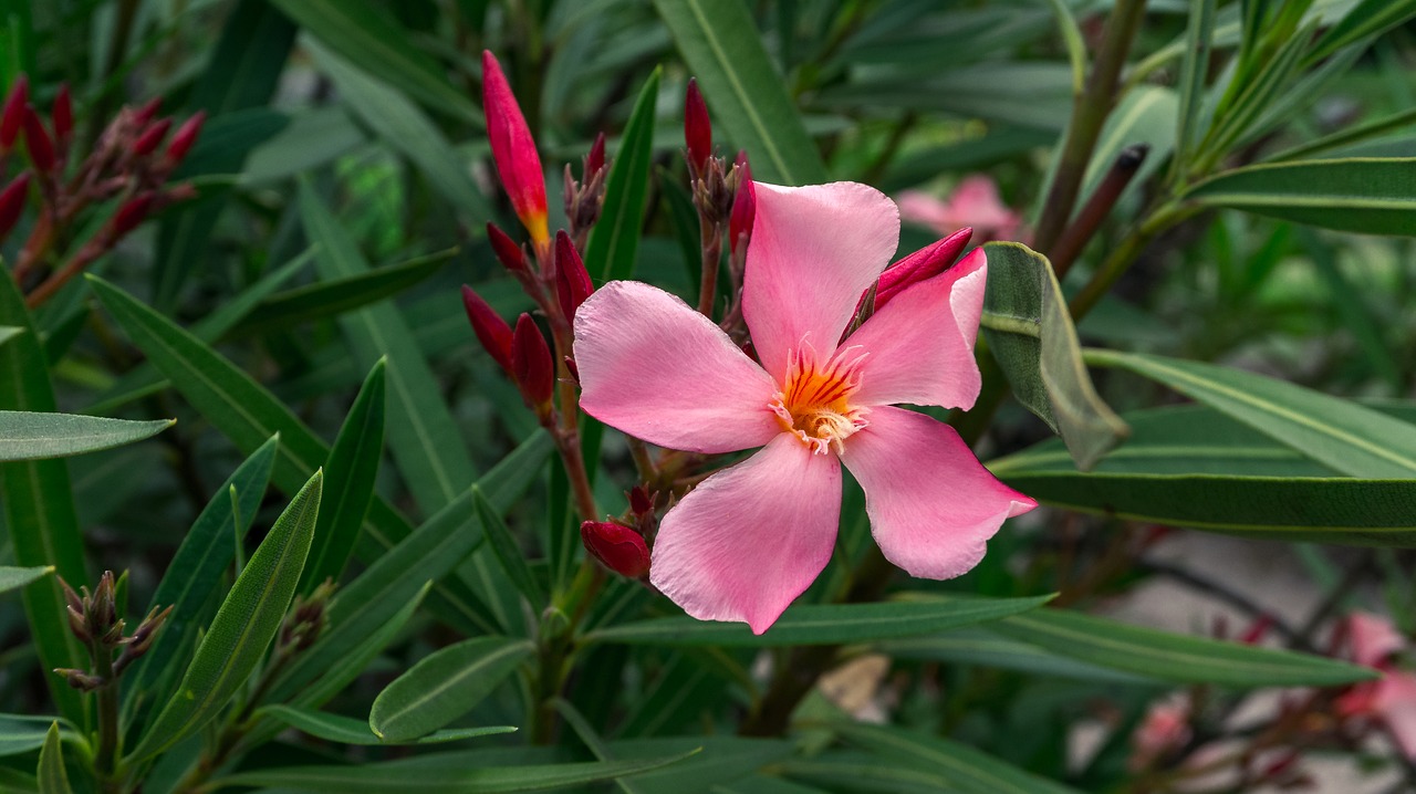 flower  blossom  bloom free photo