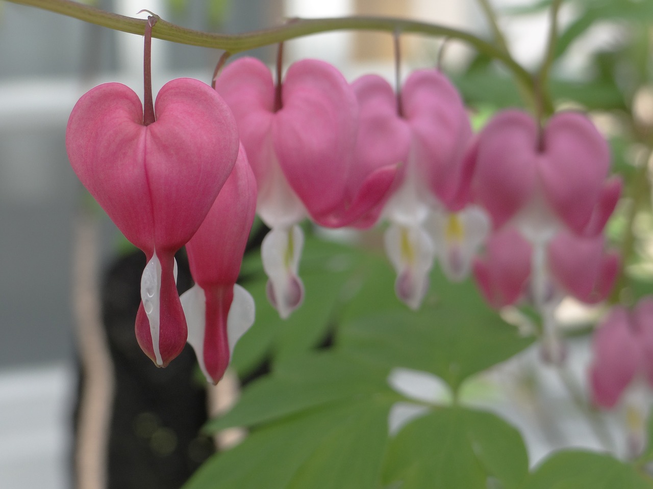 Каменное сердце цветок фото Flower, heart, nature, flower greenhouse,free pictures - free image from needpix