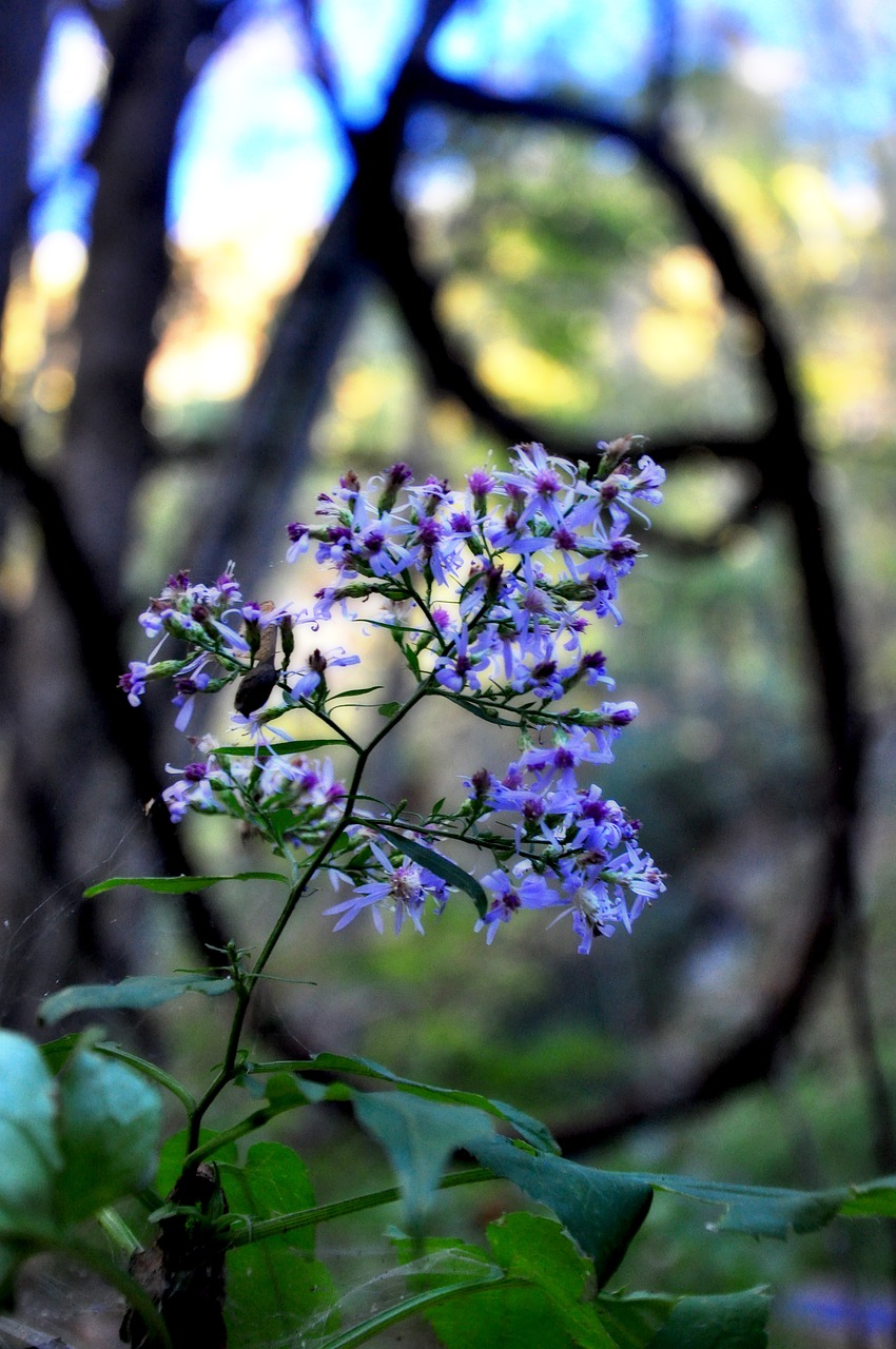 flower  vine  garden free photo