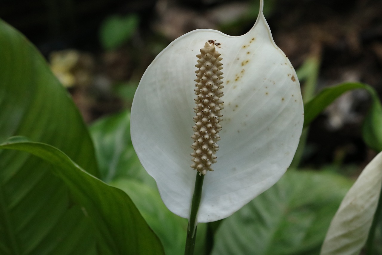 flower  nature  garden free photo