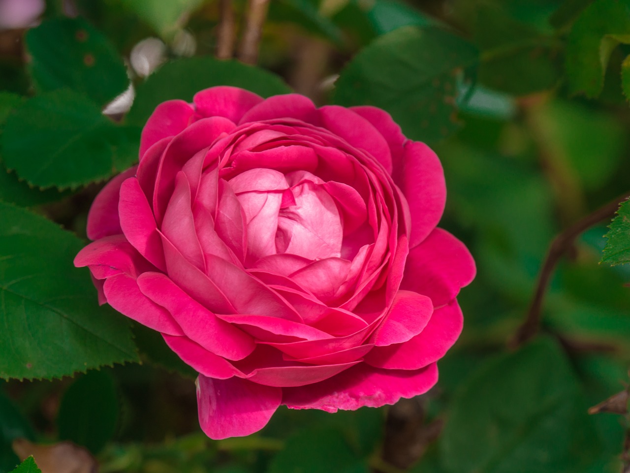 flower  rose  pink free photo