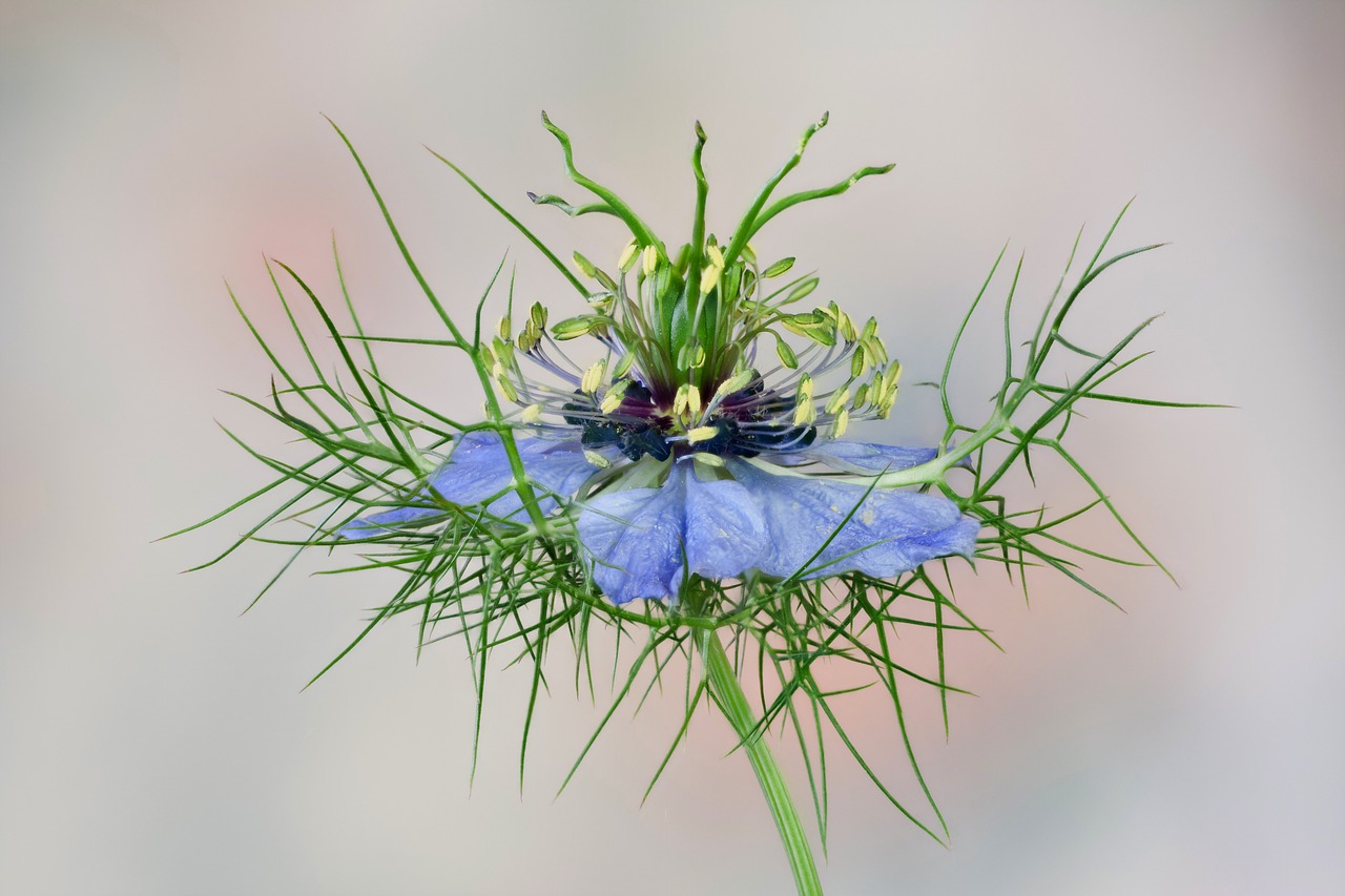 flower  nigella  blue free photo