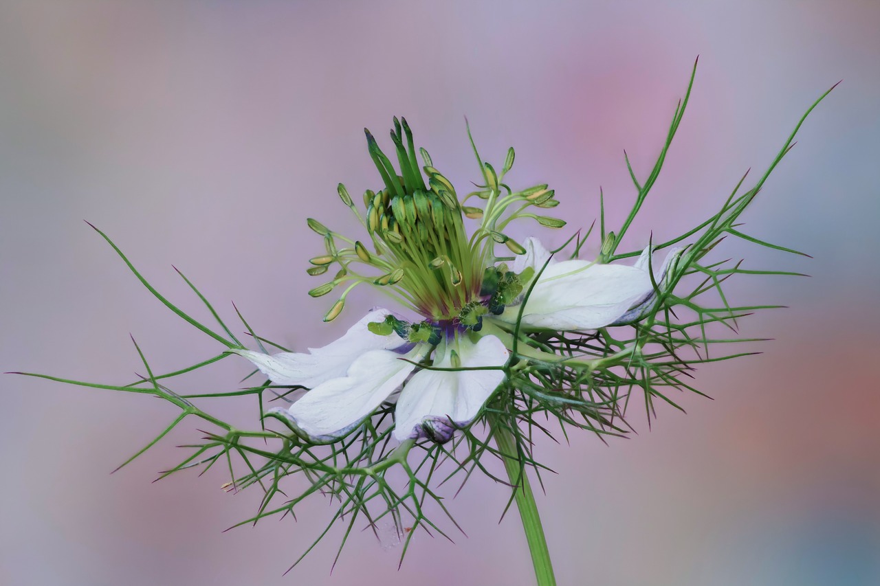 flower  nigella  white free photo