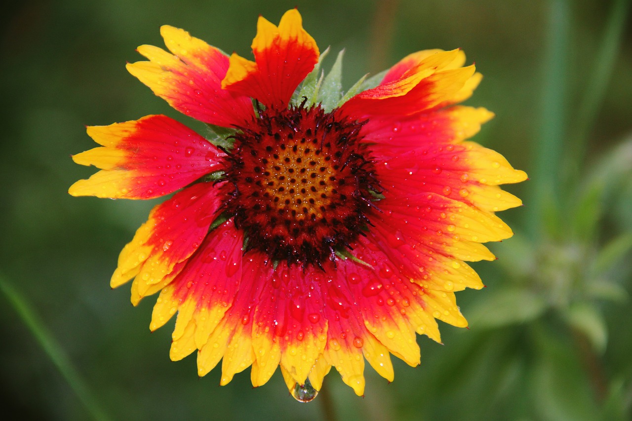 flower  yellow  red free photo