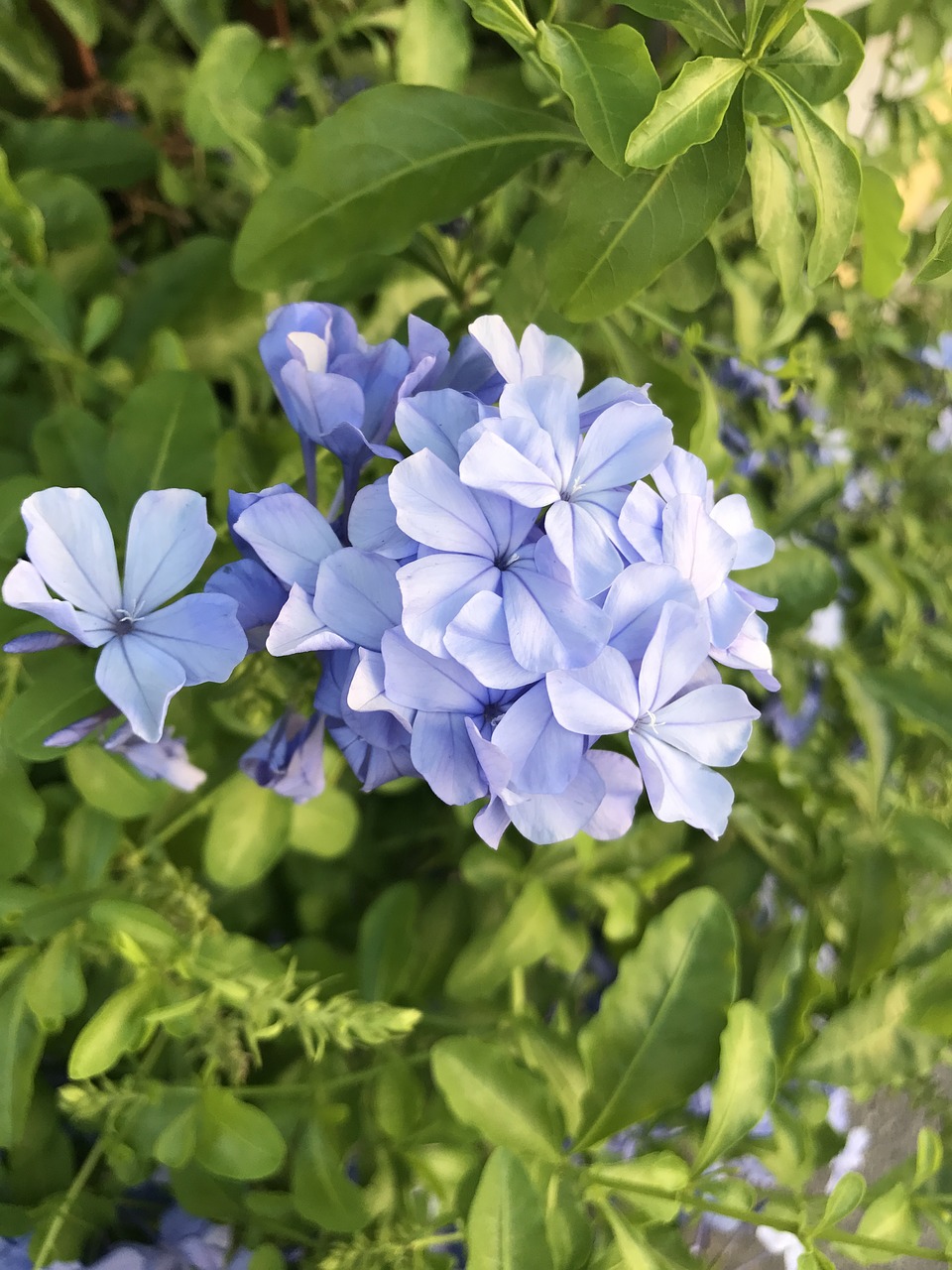 flower  blue  little flower free photo