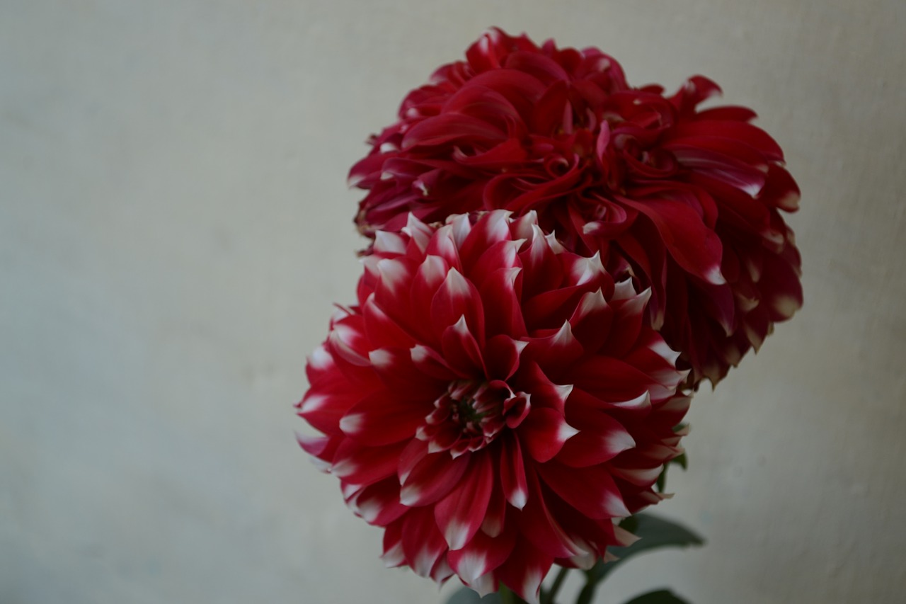 flower  red  color free photo